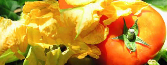Cuisine de NICE : les beignets de fleurs de courgettes fleurs-courgettes