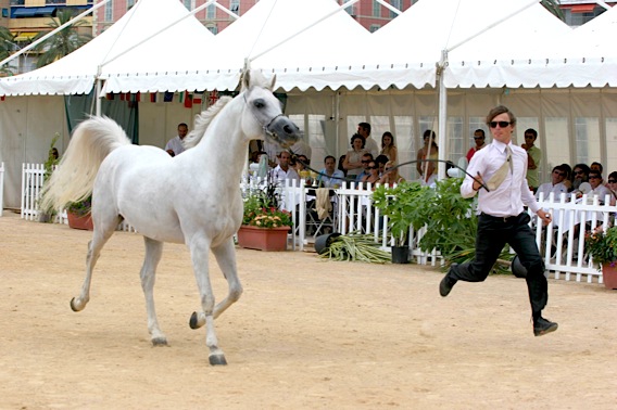 À Menton, près de Nice, Championnat du Pur Sang Arabe de la Méditerranée 2009 menton-pur-sang