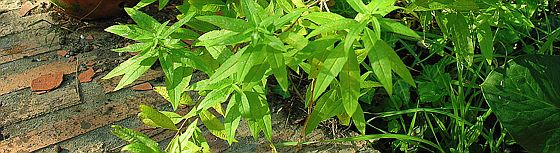 Jardin et Cuisine de Nice et de Méditerranée : la verveine citronnelle verveine citronnelle