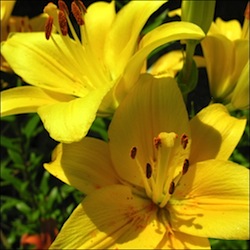 bourse-plantes-2014