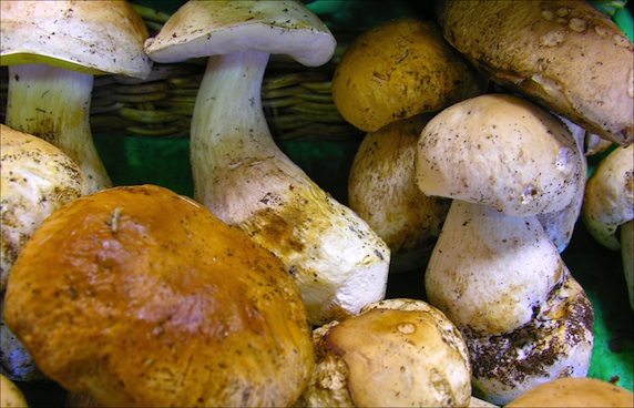 cèpes de nice:: cepes-cuisine-nicoise.s