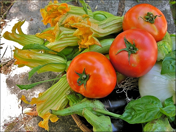 Légumes du jardin à Nice::Tomates fleurs de courgettes aubergines oignons fleur-courgette-tomate